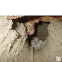 گونه لاکپشت سرخ Loggerhead Sea Turtle